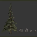Evergreen Pine Tree And Natural Stones With Various Sizes And Green Foliage