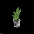 Green Prickly Cactus Plant With Thick Fleshy Pads In White Ceramic Pot