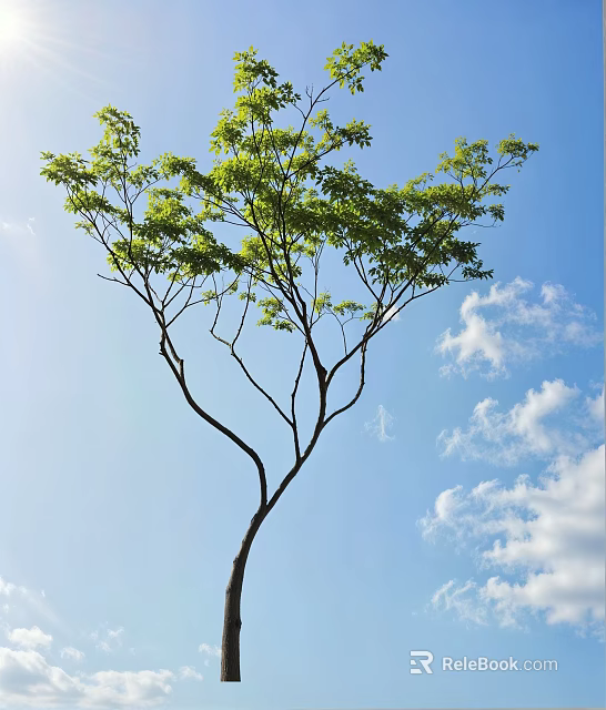 Tall Tree With Green Leaves Against Blue Sky And White Clouds 3d model 