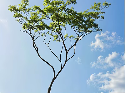 Tall Tree With Green Leaves Against Blue Sky And White Clouds 3d model