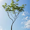 Tall Tree With Green Leaves Against Blue Sky And White Clouds