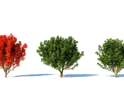 Three Vibrant Red and Lush Green Shrubs With Natural Shadows 3d model