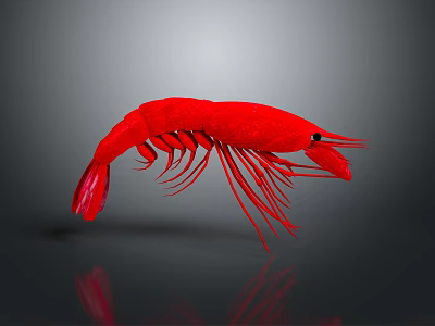 Realistic Red Shrimp 3D Rendered On Gray Background With Reflection 3d model