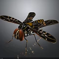 Colorful Insect With Red Eyes Black Yellow Body And Transparent Patterned Wings On Shiny Surface
