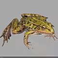 Realistic Green Spotted Reptile With Detailed Skin On Light Background Side View