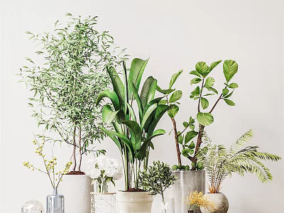 Potted Plants with Diverse Leaf Shapes Sizes in Various Material Shape Pots White Wall Background 3d model