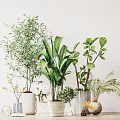 Potted Plants with Diverse Leaf Shapes Sizes in Various Material Shape Pots White Wall Background