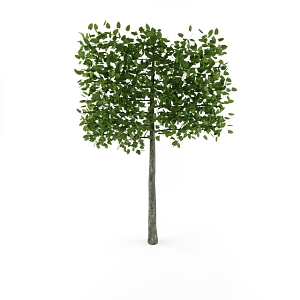 Tree 3d model