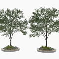 Two Trees with Slender Trunks Lush Green Canopies Circular Bases and Small Plants Around