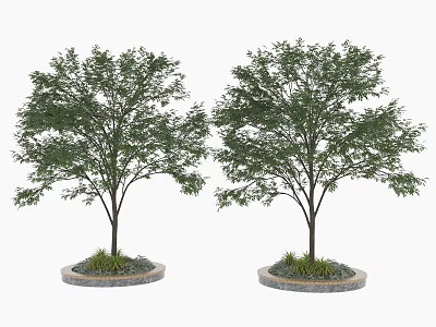 Two Trees with Slender Trunks Lush Green Canopies Circular Bases and Small Plants Around 3d model