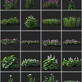 Various Garden Flowers And Green Plants With Purple Blooms And Foliage