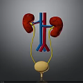 3D Rendered Human Kidneys And Bladder Anatomical Structure With Blood Vessels