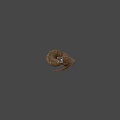 Brown Coiled Snake With Small Shiny Object On Gray Background