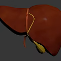 Realistic Human Liver 3D Model Showing Red Tissue And Yellow Vessels On Gray Background