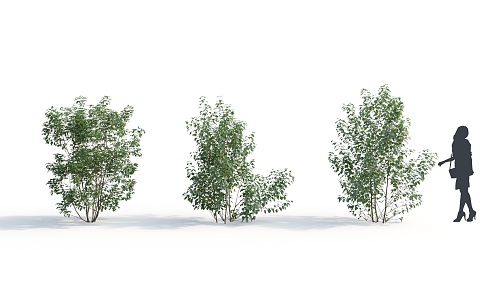 Modern Shrub Plant 3d model