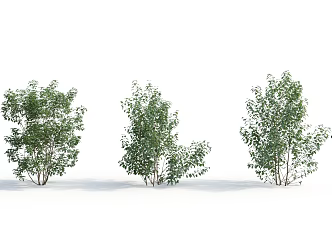 Modern Shrub Plant 3d model
