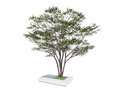 Tall Tree With Multiple Trunks And Lush Canopy In White Square Planter With Green Grass 3d model