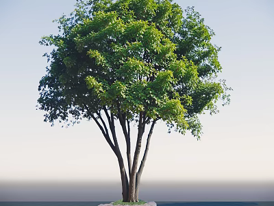 Tall Arbor With Green Leaves Multiple Trunks And Stone Base 3d model