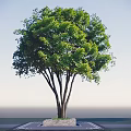 Tall Arbor With Green Leaves Multiple Trunks And Stone Base