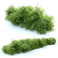 Lush Green Leafy Bushes With Small Flowers In Garden Landscape Design