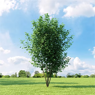 Outdoor Landscape Plants Garden Landscape Plants Shrubs 3d model
