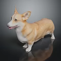 Corgi Dog With Light Brown And White Smooth Coat Standing On Dark Reflective Surface
