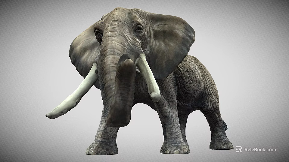 Realistic African Elephant With Large Ears Ivory Tusks And Rough Skin 3d model 