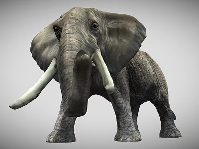 Realistic African Elephant With Large Ears Ivory Tusks And Rough Skin 3d model