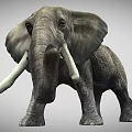 Realistic African Elephant With Large Ears Ivory Tusks And Rough Skin