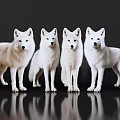 Sleek Four White Reptiles Standing On Black Background With Ground Reflections