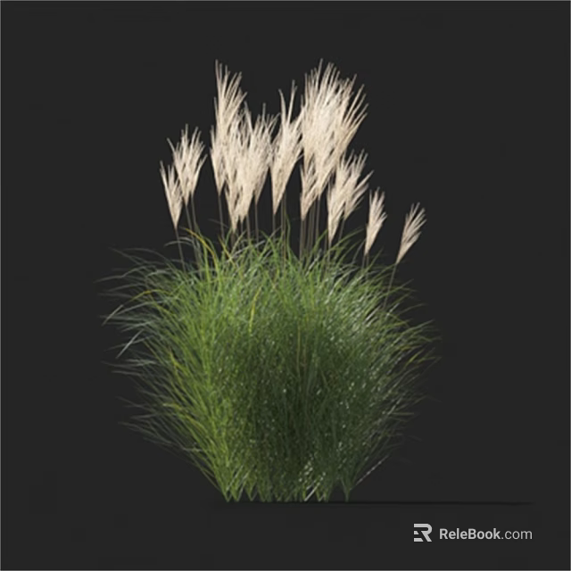Green Ornamental Grass With Lush Foliage And White Feathery Plumes 3d model 