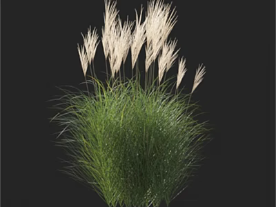 Green Ornamental Grass With Lush Foliage And White Feathery Plumes 3d model