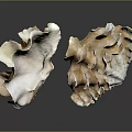 Natural Seashells Of Marine Animals With Textured Surfaces And Intricate Patterns On Dark Background