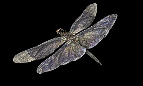 modern dragonfly 3d model