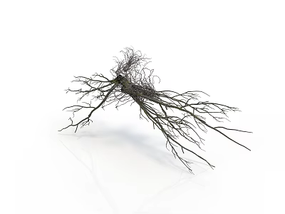 Realistic Style Dead Branch Branch Dead Branch Twisted Trunk Natural Organic Texture Plant Bone Tree Tree 3d model