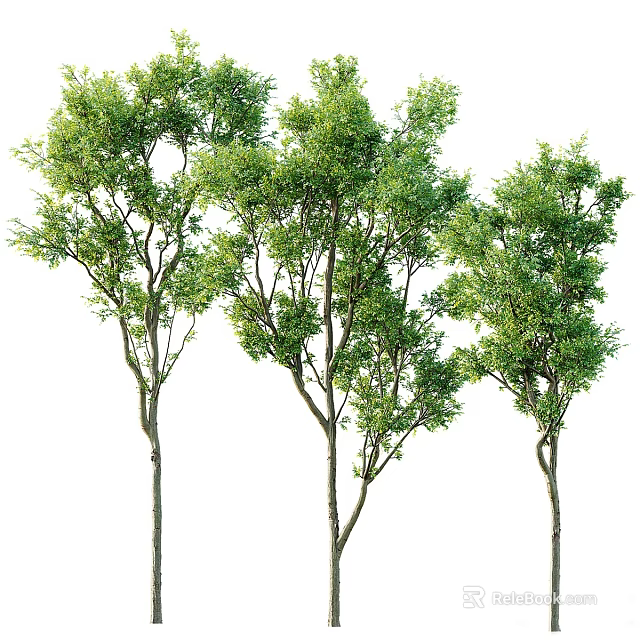 Lush Arbor Trees With Vibrant Green Foliage And Slender Trunks On White Background 3d model 