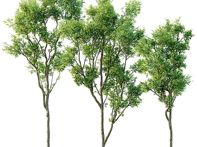 Lush Arbor Trees With Vibrant Green Foliage And Slender Trunks On White Background 3d model
