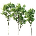 Tree Landscape Tree Poplar Landscape Greening 3d model