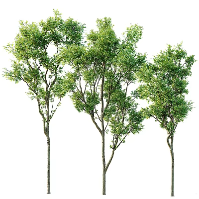 Lush Arbor Trees With Vibrant Green Foliage And Slender Trunks On White Background 3d model