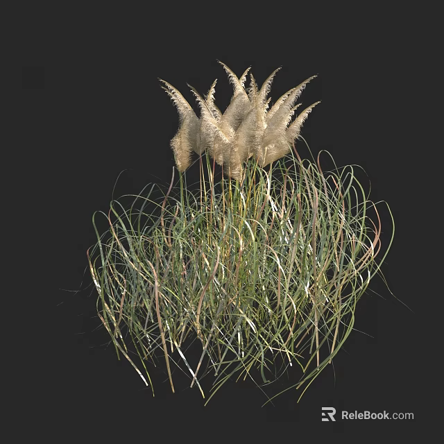 Herbaceous Plants With White Feathery Plumes Slender Green Leaves And Tall Stems Against Black Background 3d model 