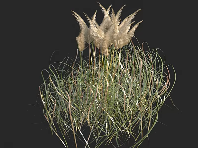 Herbaceous Plants With White Feathery Plumes Slender Green Leaves And Tall Stems Against Black Background 3d model