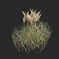 Herbaceous Plants With White Feathery Plumes Slender Green Leaves And Tall Stems Against Black Background