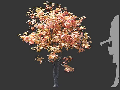 Maple Arbor With Orange Red Leaves And Dark Trunk Near Human Silhouette For Size Comparison 3d model