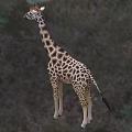 Tall Giraffe With Brown Spots Standing On Green Grassland Area