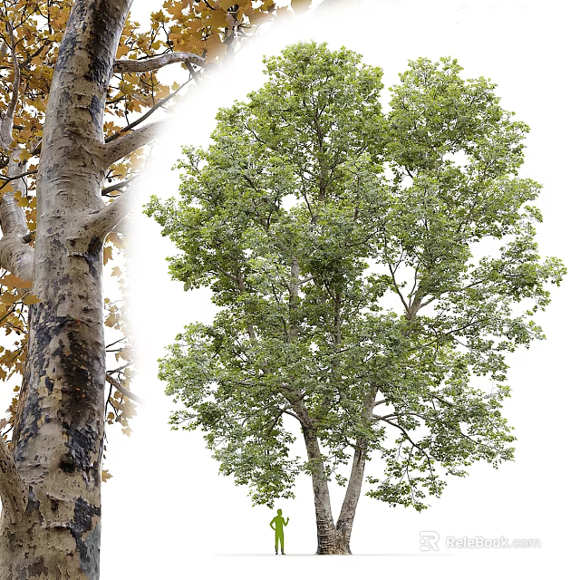 Arbor With Lush Green Leaves Strong Trunk And Natural Growth Form 3d model 