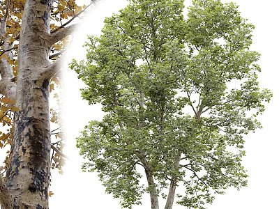 Arbor With Lush Green Leaves Strong Trunk And Natural Growth Form 3d model