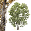 Arbor With Lush Green Leaves Strong Trunk And Natural Growth Form