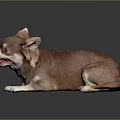 Cute Brown Chihuahua Lying on Black Surface with Tongue Out and Playful Expression