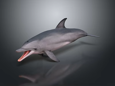 Gray Dolphin With Open Mouth Smooth Skin And Dorsal Fin Swimming In Water 3d model