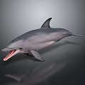 Gray Dolphin With Open Mouth Smooth Skin And Dorsal Fin Swimming In Water